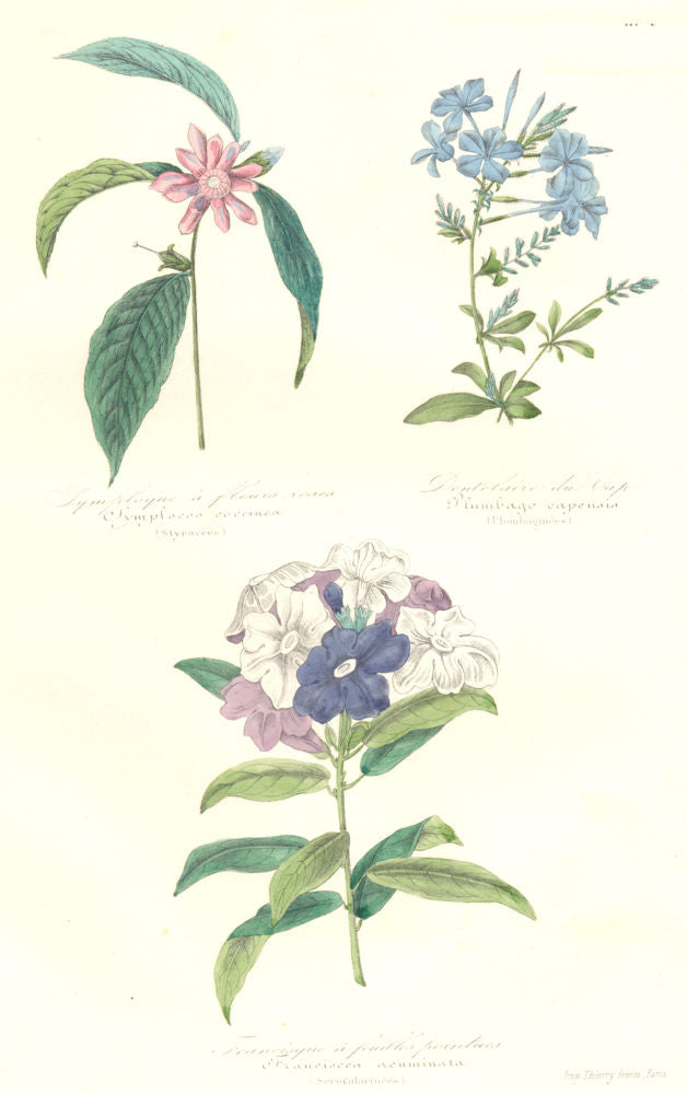 BOTANICALS. symplocos coccinea; plumbago capensis; franciscea acuminata 1852